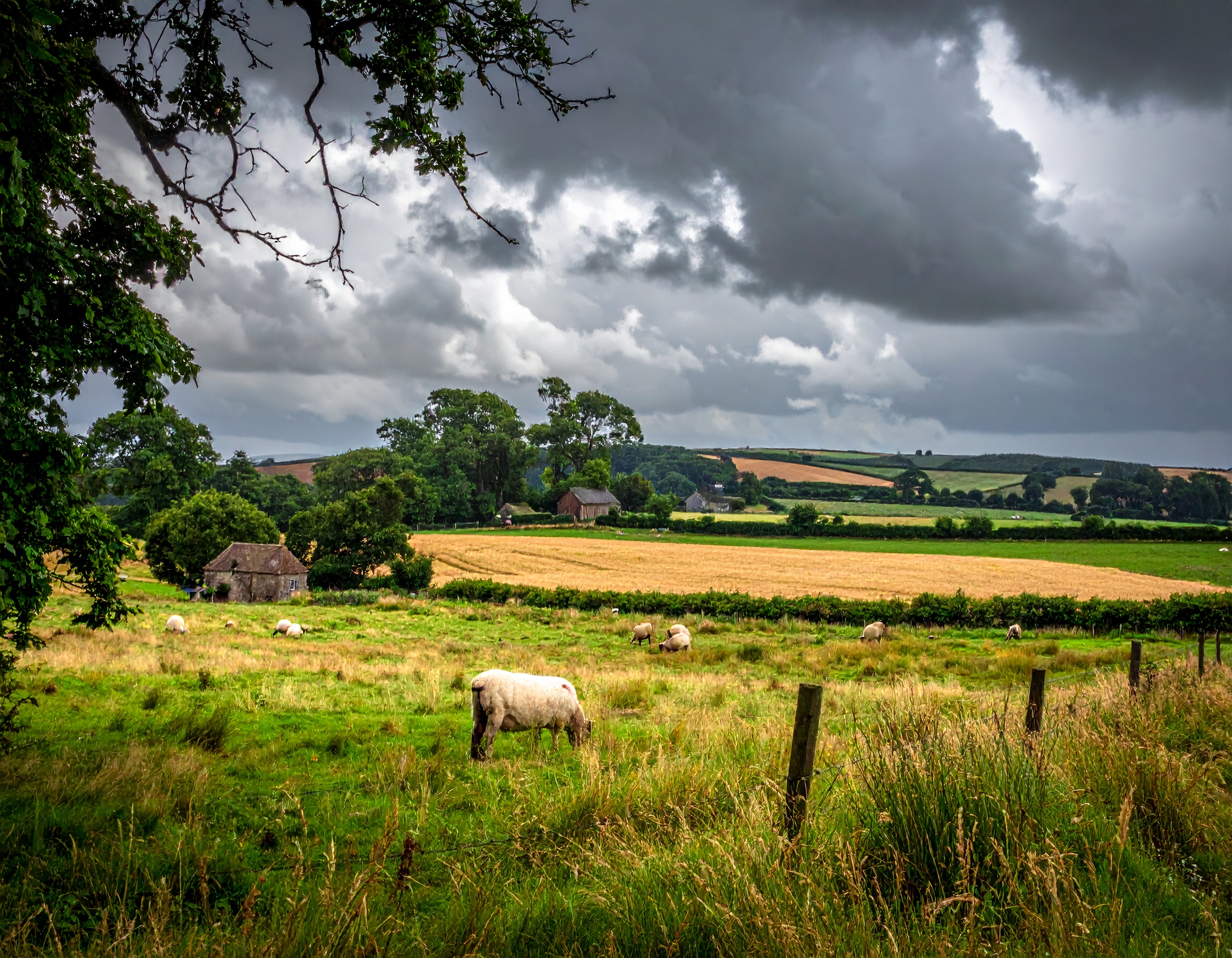 Four Elms abattoir Kent - T.Allman traditional meat processing facility